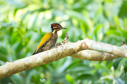Spot-throated Flameback (Dinopium everetti)