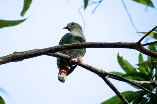 Black-chinned Fruit Dove (Ramphiculus leclancheri), photo 6
