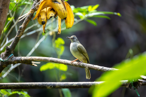 Ashy-fronted Bulbul (Pycnonotus cinereifrons), photo 1