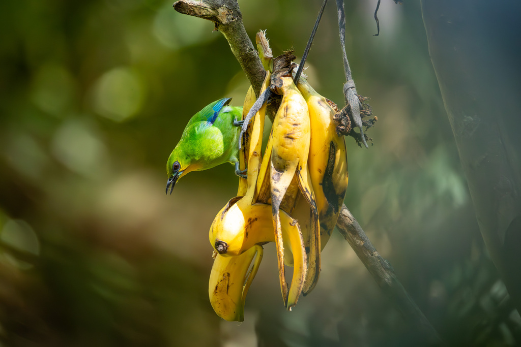 Yellow-throated Leafbird photo