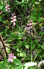 Pyrola asarifolia