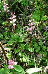 Pyrola asarifolia