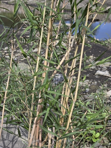 Image of Phragmites karka by (c) 賴碧珠, some rights reserved (CC BY)