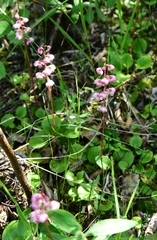 Pyrola asarifolia