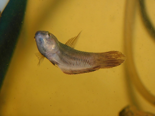 Javan fighting fish (Betta picta) — Osphronemidae — 4