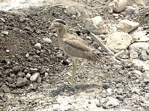 Peruvian Thick-knee (Hesperoburhinus superciliaris), photo 10