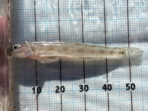 Bay goby (Lepidogobius lepidus) — Gobiidae — 3
