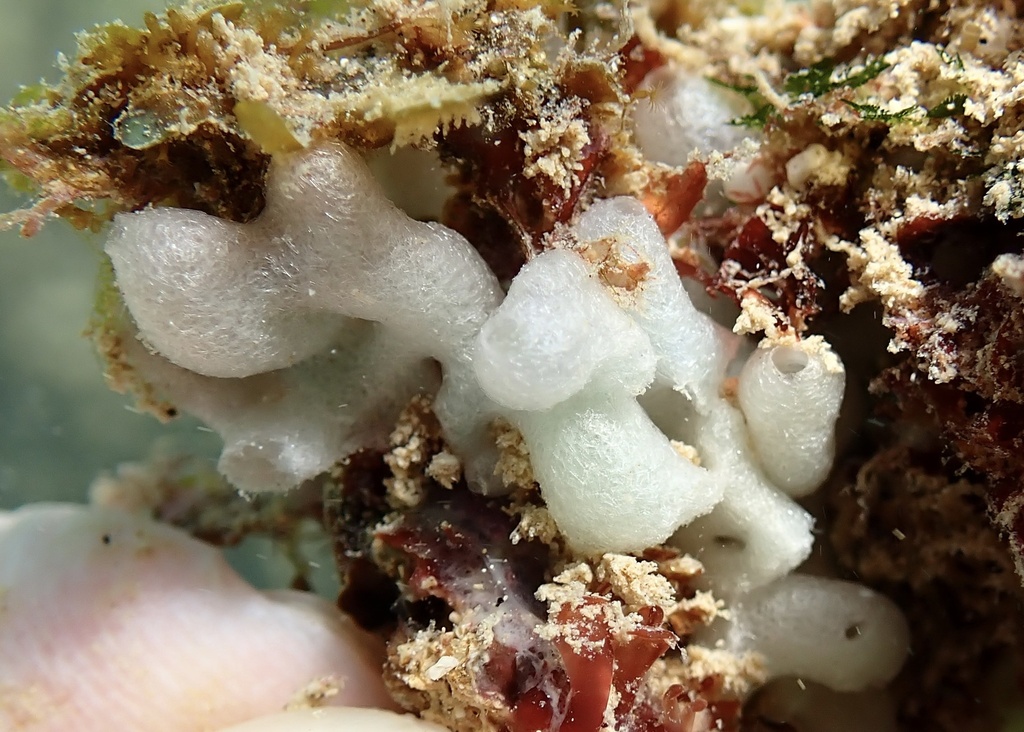 Leucaltis nodusgordii