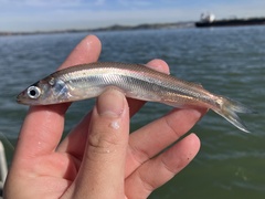 Whitebait Smelt photo 1