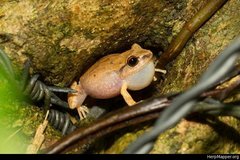 Eleutherodactylus antillensis