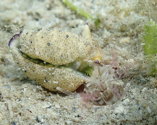 Scolanthus armatus