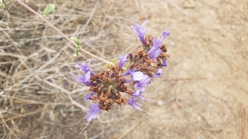 Salvia clevelandii