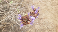Cleveland Sage (Salvia clevelandii)