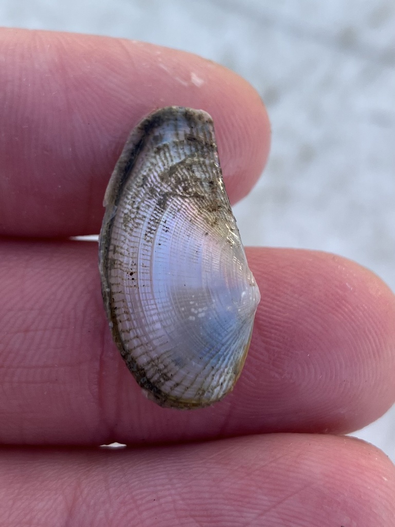 Lyonsia