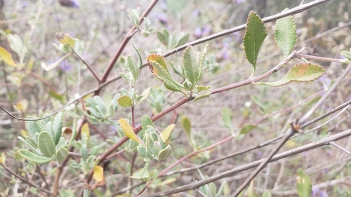 Salvia clevelandii