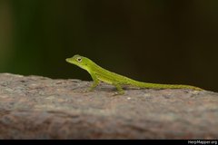 Anolis evermanni