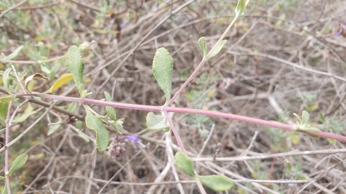 Salvia clevelandii