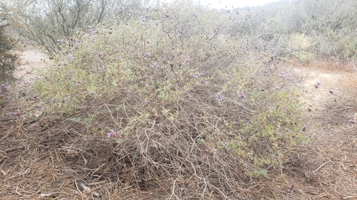 Salvia clevelandii