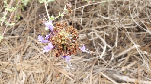 Salvia clevelandii