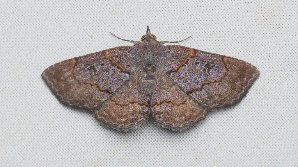 Antiblemma mundicola