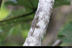 Anolis stratulus