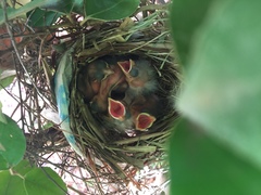 Cardinalis cardinalis