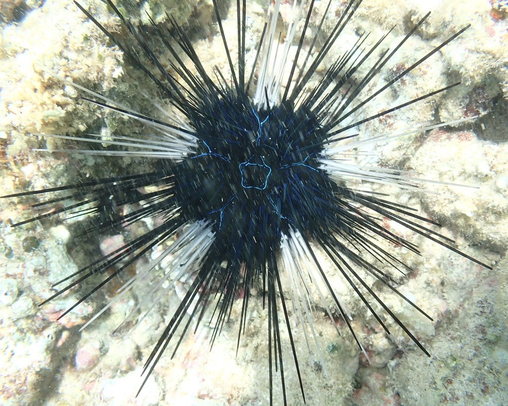 Savigny's Longspine Sea Urchin