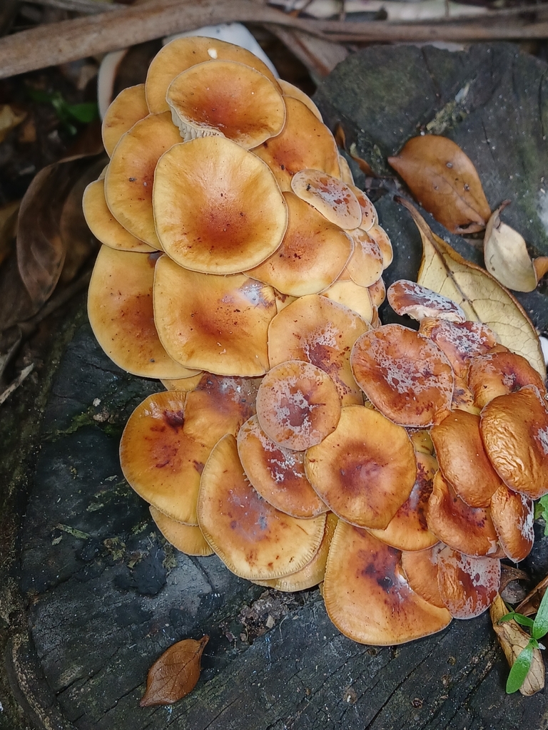 Flammulina velutipes · February 2025 · photo: © ecoman (iNaturalist, cc-by)