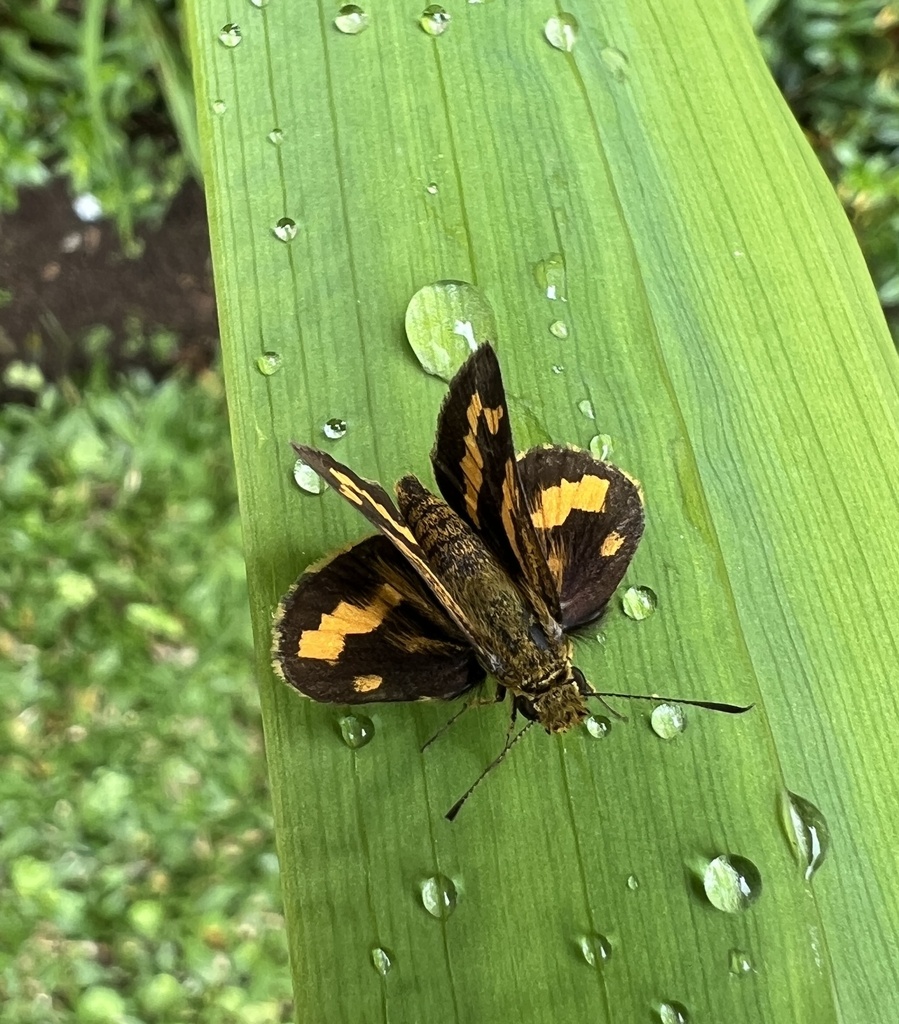 Lesser Band Dart