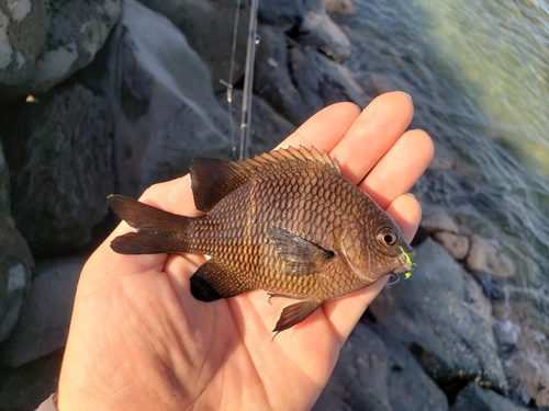 Plectroglyphidodon sindonis observed 2025-02-10