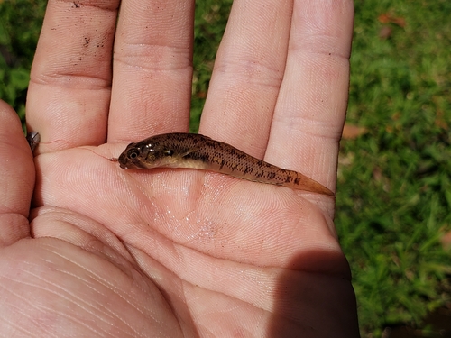 Hawaiian goby (Stenogobius hawaiiensis) — Gobiidae — 2