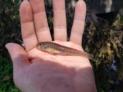 Hawaiian goby (Stenogobius hawaiiensis) — Gobiidae — 3
