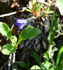 Campanula uniflora