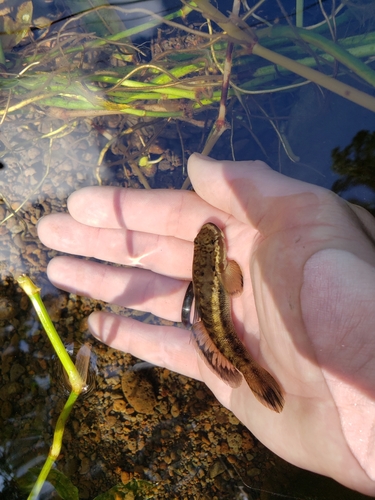 Oopu Nopili (Sicyopterus stimpsoni) — Gobiidae