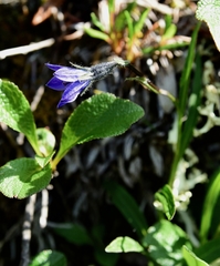Campanula uniflora