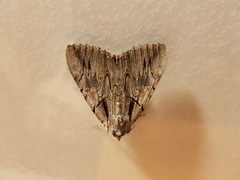 Catocala optata