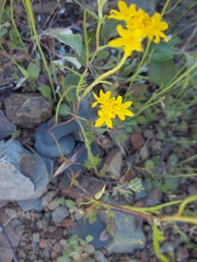 Chaenactis glabriuscula megacephala