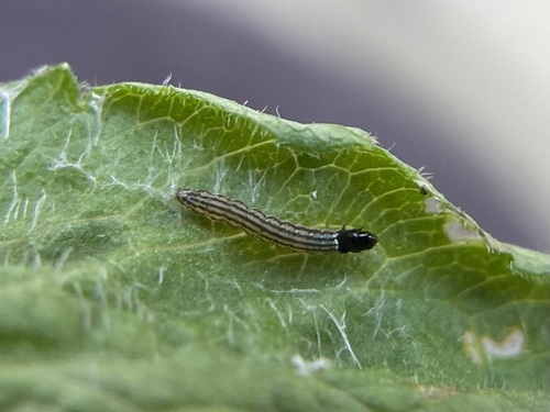 Dichomeris flavocostella photographed on goldenrod