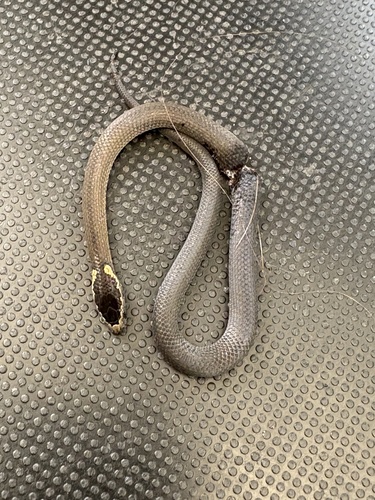 Golden-crowned Snake sighting