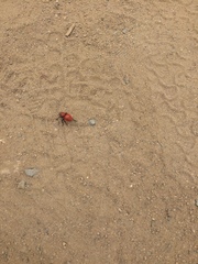 Dasymutilla flammifera