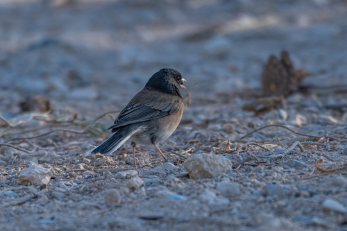 Dark-eyed Junco photographed in Nevada