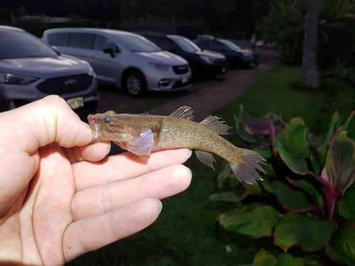 Hawaiian sleeper (Eleotris sandwicensis) — Eleotridae — 2