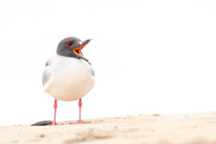 Swallow-Tailed Gull photo 2