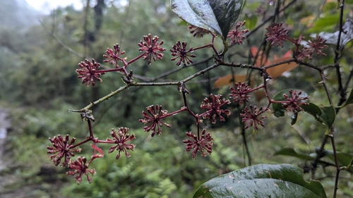 Image of Smilax bracteata by (c) Cheng-Te Hsu, some rights reserved (CC BY)