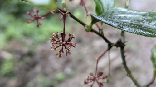 Image of Smilax bracteata by (c) Cheng-Te Hsu, some rights reserved (CC BY)