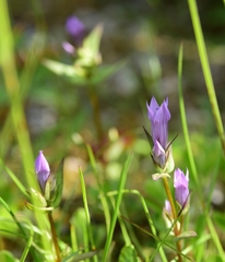 Gentianella amarella