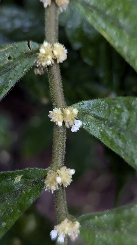 Image of Elatostema lineolatum by (c) Cheng-Te Hsu, some rights reserved (CC BY)