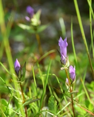 Gentianella amarella