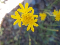 Chaenactis glabriuscula megacephala