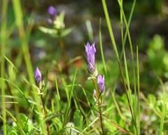 Gentianella amarella